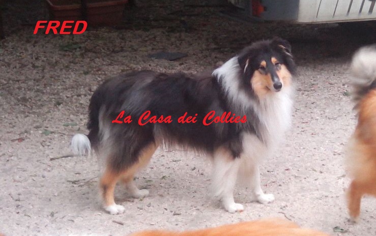 Fred della Casa dei Collies